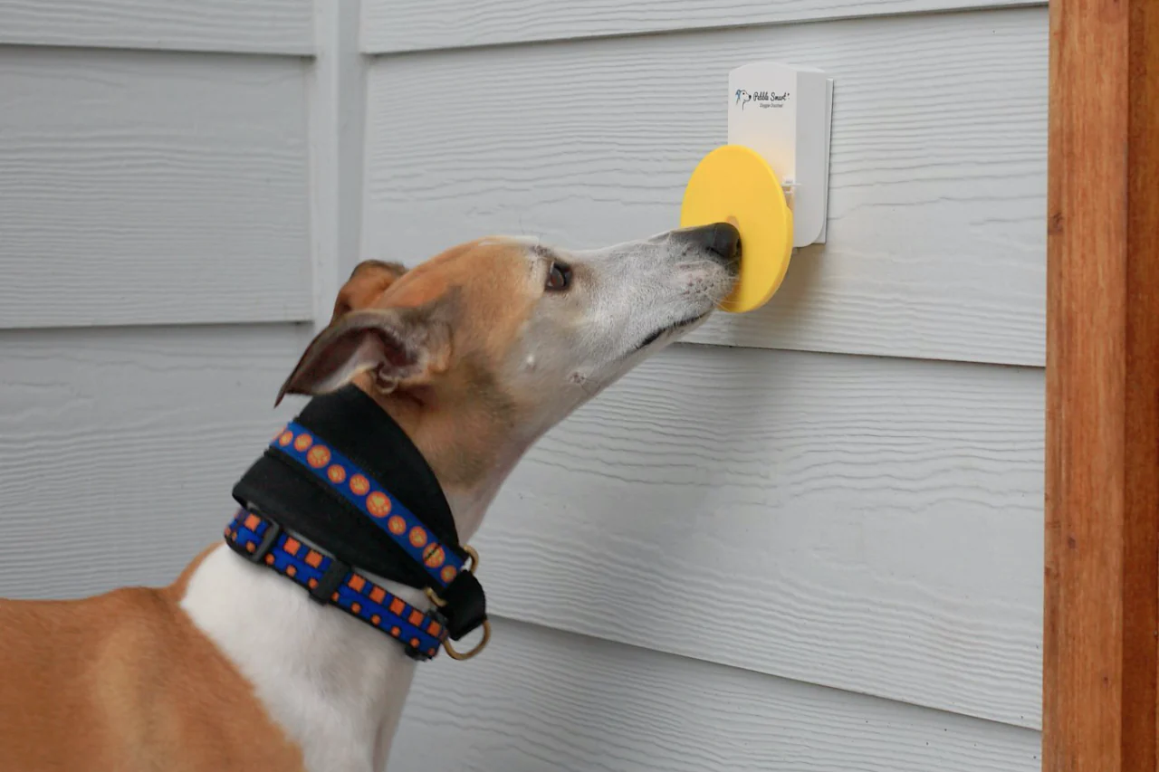 Training Your Dog to Signal When They Need to Go Outside