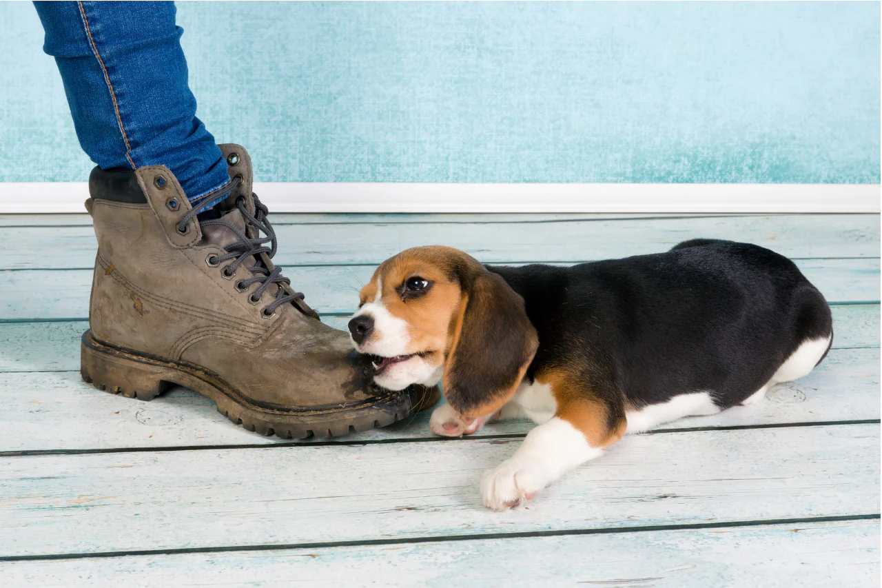 Preventing Nipping and Biting in Puppies: Effective Strategies and Tips